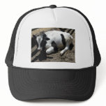 cow,baby hats