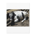 cow,baby postcards
