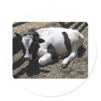 cow,baby round stickers