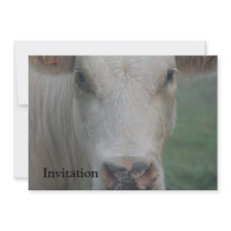 Cow Big Head Personalized Announcements
