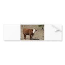 Cow bumper sticker
