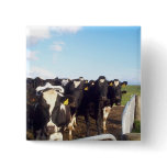Cow buttons