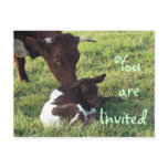 Cow & calf Postcard/invitation-customise