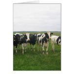 Cow cards