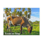 Cow Grazing Amongst Coconut Trees postcards