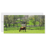 Cow Grazing in Pasture in Spring rack cards