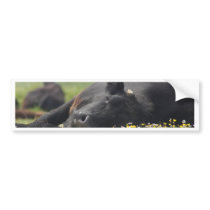 Cow in flowers bumper sticker