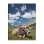 Cow in Pasture Postcard