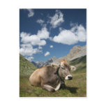 Cow in Pasture postcards