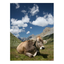 Cow in Pasture Postcard