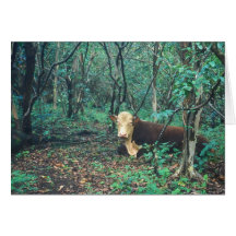 Cow in Rainforest Cards