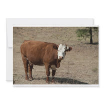 Cow invitation