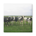 Cow magnets