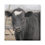 Cow magnets