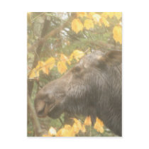 Cow moose in the Maine rain Postcard