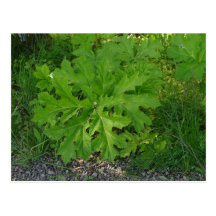 Cow Parsnip Post Cards