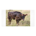 cow photo card photo cards