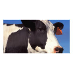 Cow photo cards