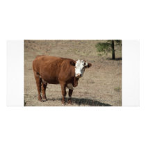 Cow photocard photo greeting card