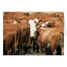 Cow Photography Greeting Cards