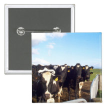Cow Pin