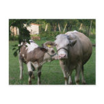 Cow postcards