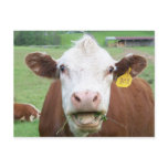 Cow Postcard