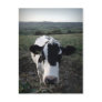 Cow Postcard