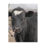 Cow postcards
