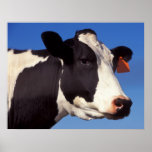 Cow Posters