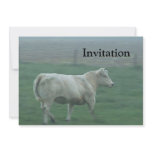 Cow Running Announcement