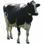 Cow Sculpture photo sculptures