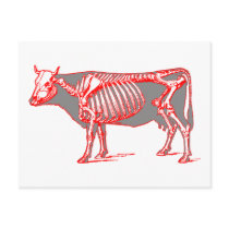 Cow skeleton postcards