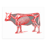 Cow skeleton postcards