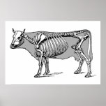 Cow_skeleton posters