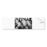 Cow Skulls bumper sticker