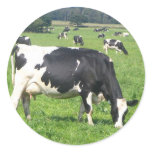 Cow Round Sticker