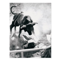 Cowboy on ground after falling off bull post card