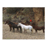 Cowboy with Herd Postcard