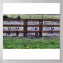 cowdogs at the fence line posters