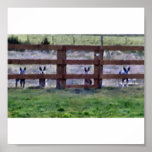 cowdogs at the fence line posters