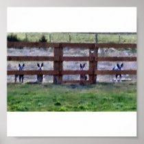 cowdogs at the fence line posters
