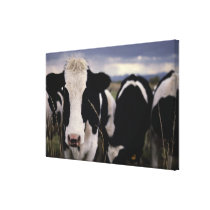 Cows 2 stretched canvas prints