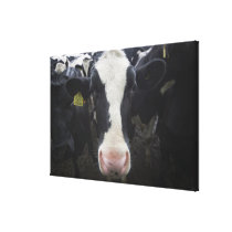 Cows 3 canvas prints