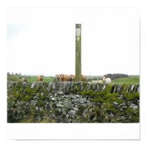 cows and sheep looking at you posters