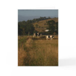 Cows are in the meadows