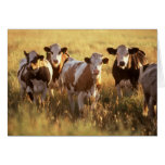 Cows Greeting Card