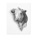 COW'S HEAD IN PENCIL postcards