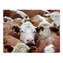 Cows in a corral postcard