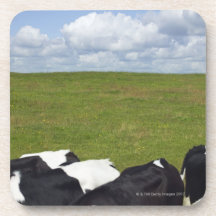 Cows in a pasture. drink coaster
